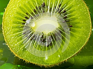 Kiwi fruit nice detail