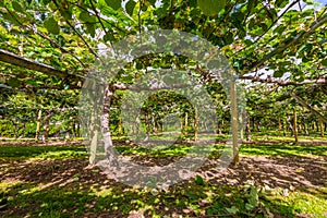 Kiwi fruit orchard North Island New Zealand