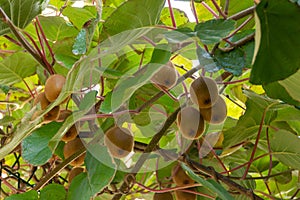 Kiwi fruit on a tree Actinidia deliciosa in autumn photo