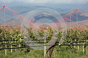 Kiwi Fruit trellises