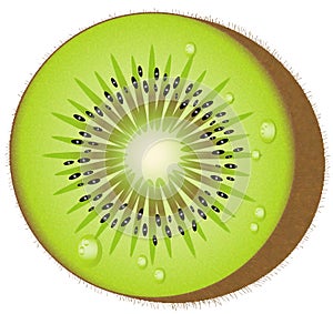 Kiwi Fruit - Vector