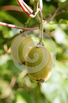 Kiwi fruits in the tree macro detail