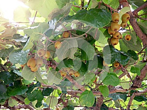 Kiwi or kiwifruit branches with fruits at the plantation photo