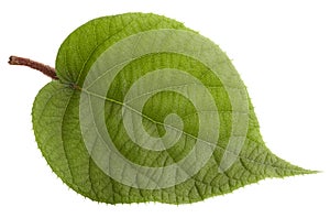 Kiwi leaf isolated on white background