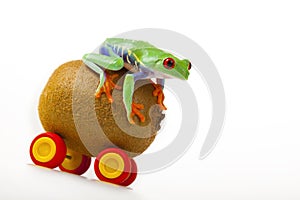 Kiwi Mobile Frog