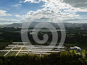 Kiwi Orchards in the Bay of Plenty in New Zealand. Aerial view