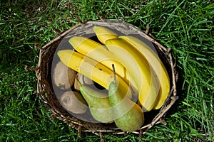 Kiwi, pears and bananas in the old basket.