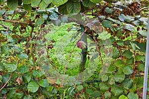 Kiwi plantation in Casas del Puente, Asturias