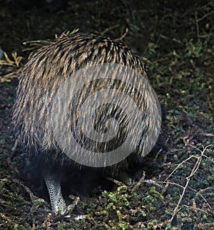 Kiwi retreats