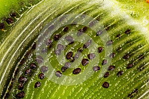 Kiwi seeds inside of cutted fruit, full frame macro photo