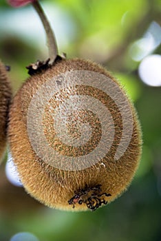 Kiwi on a tree