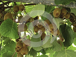 Kiwi tree filled with crop of kiwi