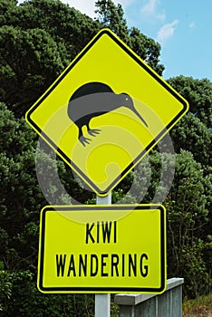 Kiwi wandering photo