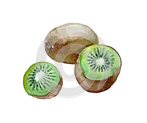 Kiwi watercolour painting.