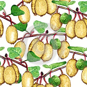 Kiwifruit branches with ripe fruits, natural colors palette, white background