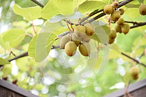 Kiwifruit cultivation.