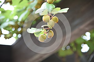 Kiwifruit cultivation.