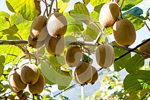 Kiwifruit growing in a garden