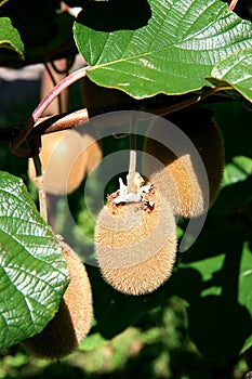 Kiwifruit are ripening in the north of Italy photo