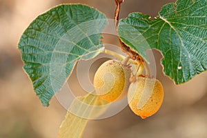 Kiwifruit on the tree