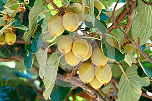 Kiwifruit tree