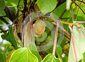 Kiwis hanging from the kiwi bush