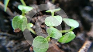 Kiwis plants green growing