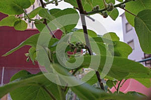 kiwis starting to grow in my kiwi trees