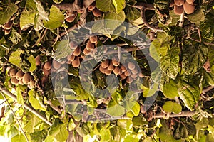 Kiwis on the tree.