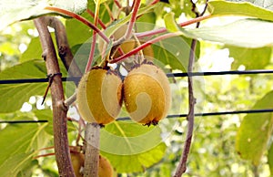 Kiwis on a tree