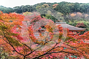 Kiyomizu-dera temple in autumn season in Kyoto, Japan