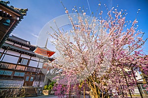 Kiyomizu-dera Temple and cherry blossom season Sakura spring t