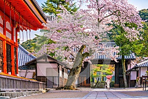 Kiyomizu-dera Temple and cherry blossom season Sakura spring t