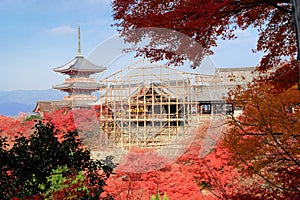 Kiyomizu-dera temple with red maple leaves under renovation period