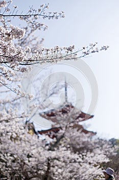 Kiyomizu-dera templo entre las flores de los cerezos en flor en Kyoto photo