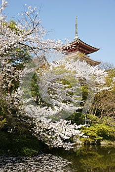 Kiyomizudera Buddhist temple with cherry