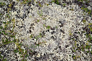 Kladoniya cervine (cervine moss, reindeer lichen) (Cladonia rangiferina (L.)