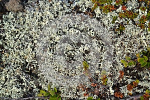 Kladoniya cervine (cervine moss, reindeer lichen) (Cladonia rangiferina (L.) Weber ex F.H.Wigg)