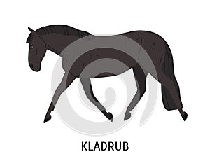 Kladruber breed horse flat vector illustration. Drafter, Czech equine, beautiful harness hoss. Horse breeding, horseback