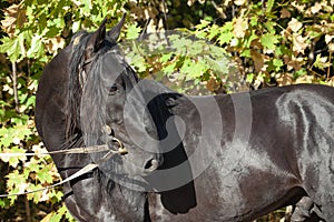 Kladruber harness horse in autumn forest