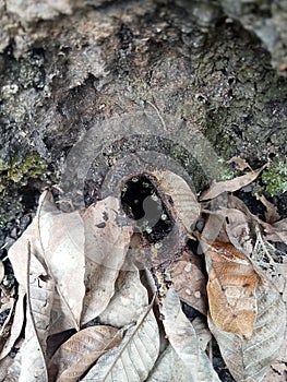 Klanceng honey bee nest under a wooden stump