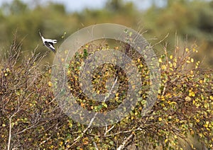 Klapekster, Great Grey Shrike, Lanius excubitor photo