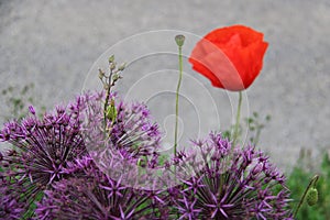 Klaproos poppy allium paars rood photo