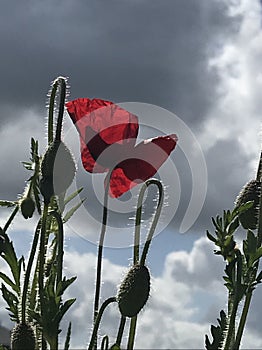 poppy  photo