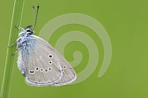 Klaverblauwtje, Mazarine Blue, Cyaniris semiargus