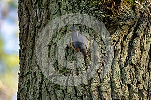 Kleiber, bird on a tree in winter Sitta europaea, European Nuthatch