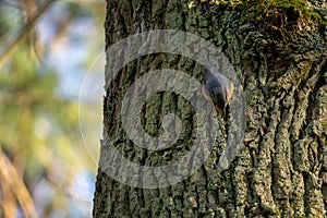 Kleiber, bird on a tree in winter Sitta europaea, European Nuthatch