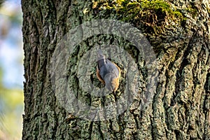 Kleiber, bird on a tree in winter Sitta europaea, European Nuthatch photo