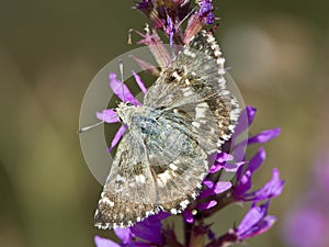 Klein brandkruiddikkopje, Sage Skipper, Muschampia proto photo