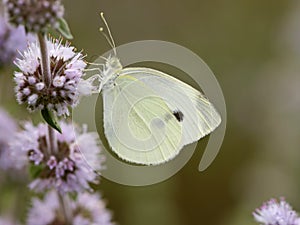 Klein koolwitje, Small White, Pieris rapae photo